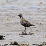 Pacific Golden Plover Findhorn Bay 5 Aug 2018 Richard Somers Cocks 2