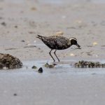 Pacific Golden Plover Findhorn Bay 5 Aug 2018 Richard Somers Cocks 5