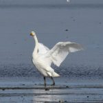 Whooper Swan Findhorn Bay 21 Sept 2018 Gordon McMullins