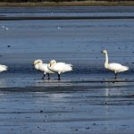 Whooper Swans Findhorn Bay 21 Sept 2018 Gordon McMullins