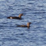 Black throated Diver Burghead Bay 29 Oct 2018 Richard Somers Cocks 2