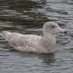 Glaucous Gull Burghead 7 Oct 2018 Allan Lawrence