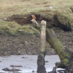 Kingfisher Findhorn Bay 31 Oct 2018 Richard Somers Cocks