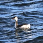 Slavonian Grebe Lossiemouth 21 Oct 2018 George McCrae