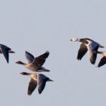 Snow Goose Findhorn Bay 10 Oct 2018 Richard Somers Cocks 2