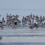 Snow Goose Findhorn Bay 3 Oct 2018 Richard Somers Cocks