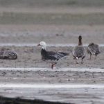 Snow Goose Findhorn Bay 7 Oct 2018 Richard Somers Cocks 1