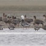 Snow Goose Findhorn Bay 7 Oct 2018 Richard Somers Cocks 2