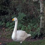 Whooper Swan Loch Spynie 31 Oct 2018 Jack Harrison