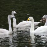 Whooper Swans Loch Oire 18 Oct 2018 Martin Cook