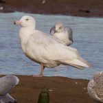 Glaucous Gull A Lossie estuary 2 Nov 2018 Richard Somers Cocks